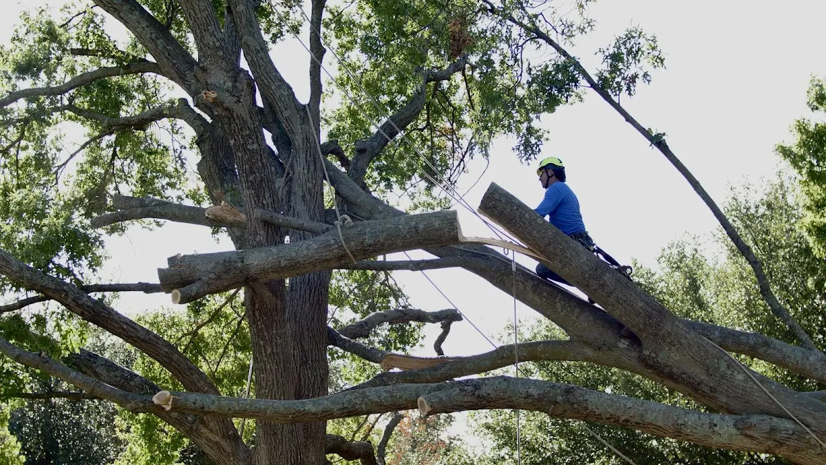 Professional Crown Thinning performed by certified arborists in Amagon